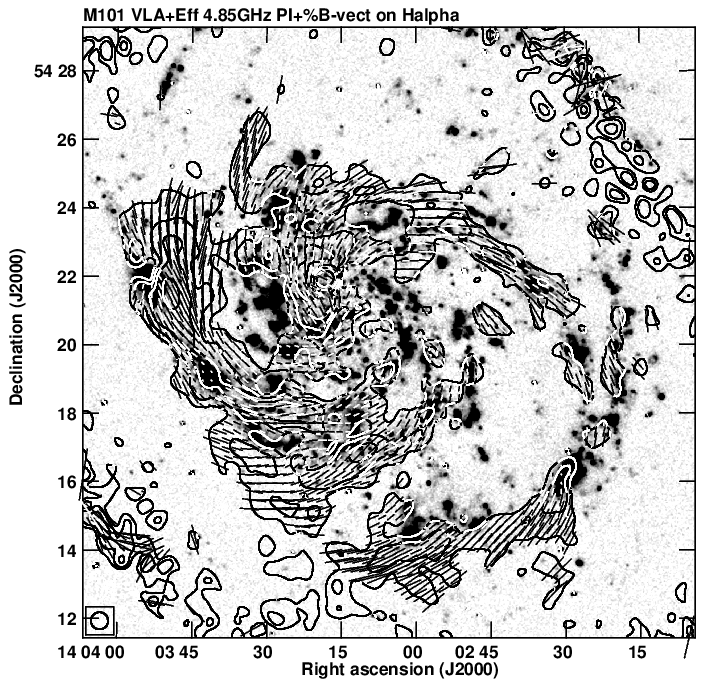 Figure 3: Polarised radio intensity map of M101 overlaid on the Hα image. The orientation of the magnetic field is
presented with lines, whose length is proportional to the degree of polarisation. 