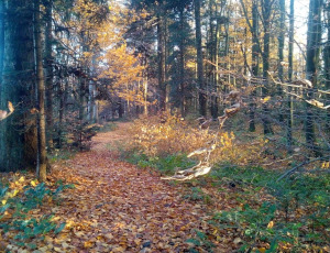 listopad - jesień